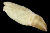 Fossil Rooted Mosasaur (Prognathodon) Tooth - Morocco #116888-1